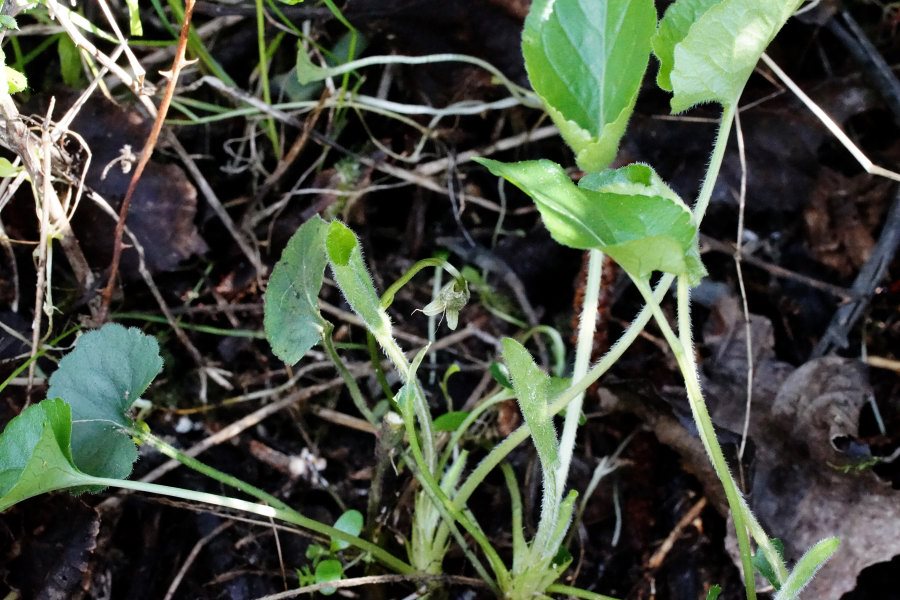 Viola alba susp. dehnartdi